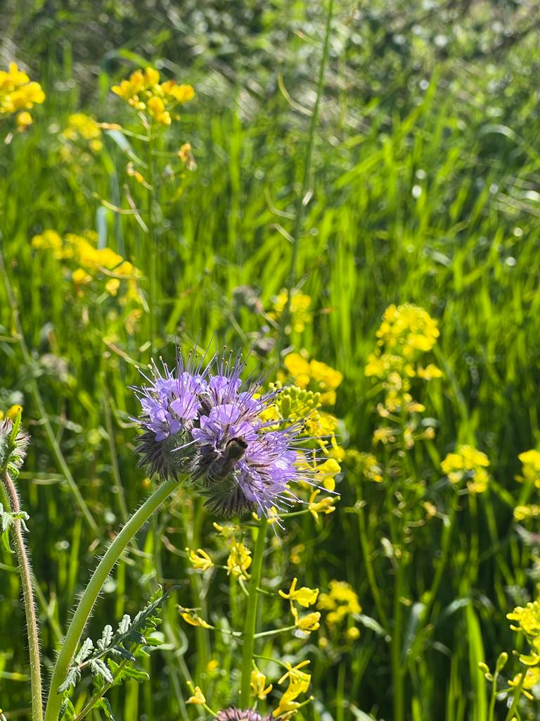 Rapsblüte mit Witwenblume