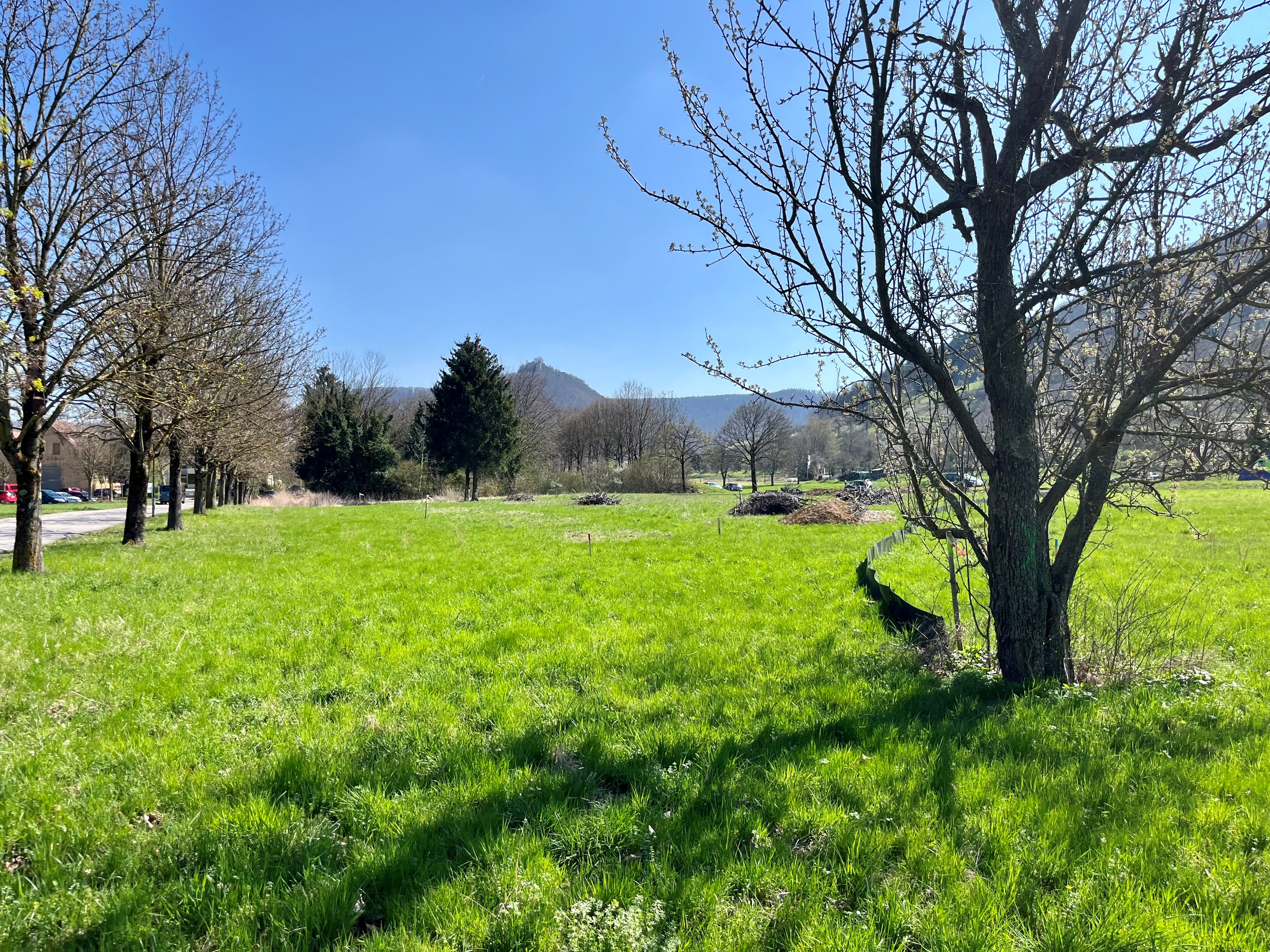 Das Foto zeigt eine Wiese mit wenigen Bäumen