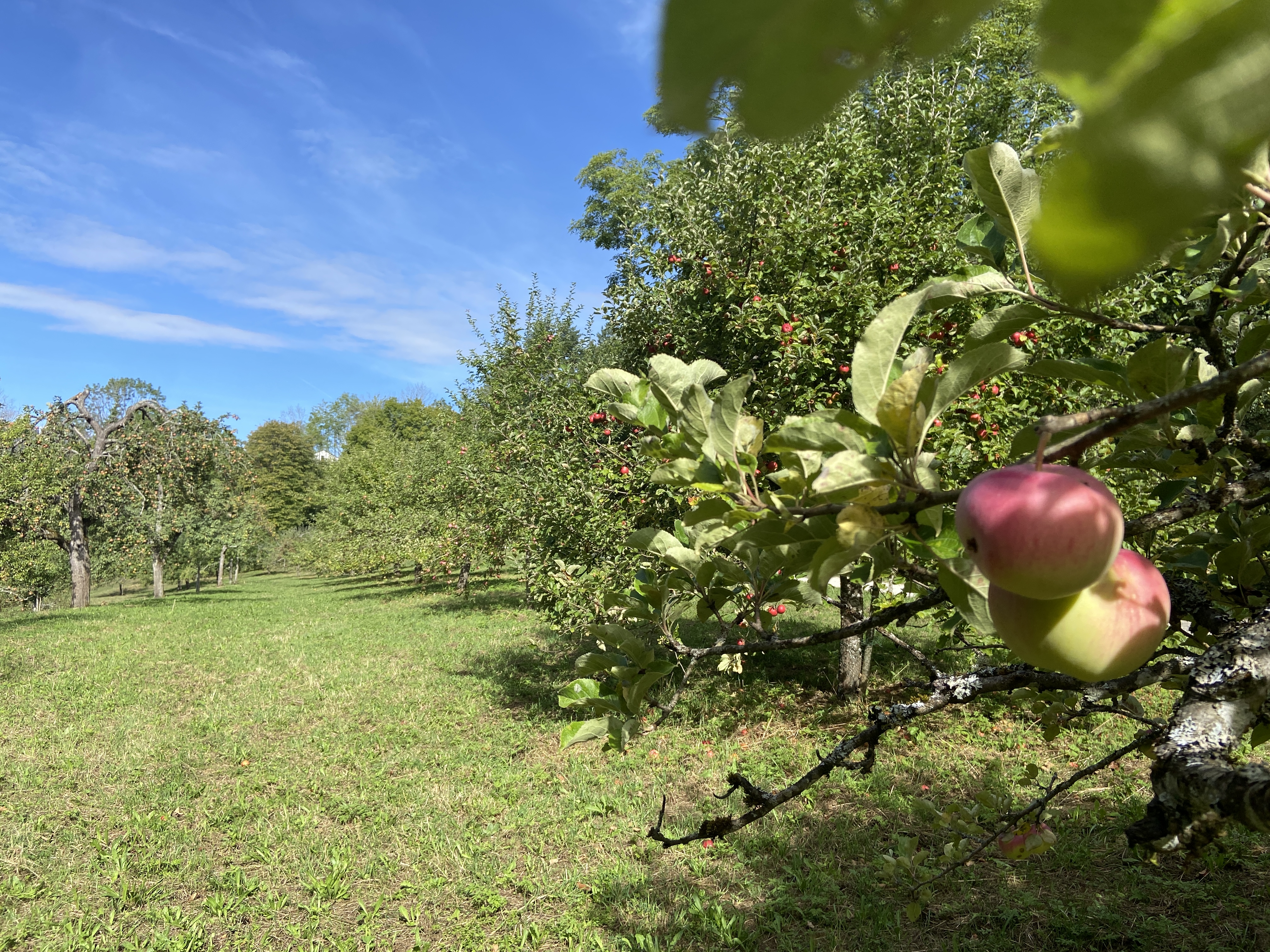 Das Foto zeigt mehrer Obstbäume auf einer Streuobstwiese; im Vordergrund auf der rechten Seite sieht man den Ast eines Baumes an dem zwei großen reife Äpfel hängen.