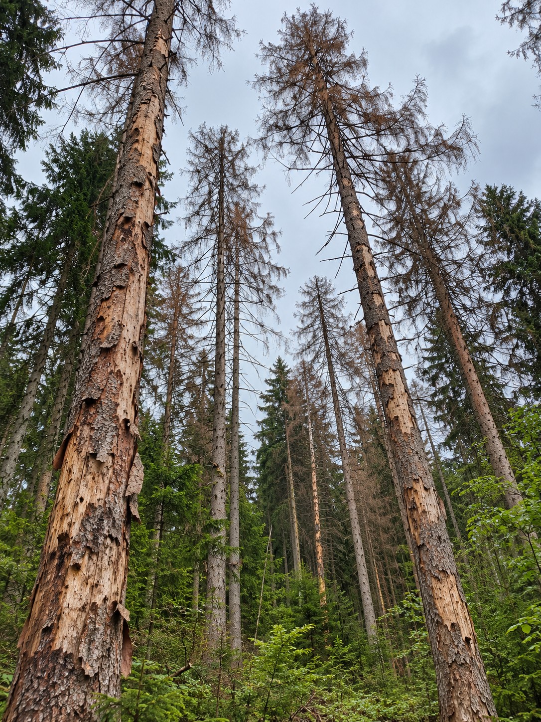 Das Foto zeigt mehrere Bäume mit Borkenkäferbefall in der Kernzone im Gemeindewald Zwiefalten