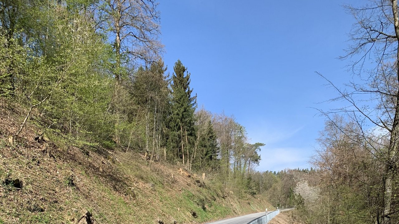 Wachendorfer Steige im Wald