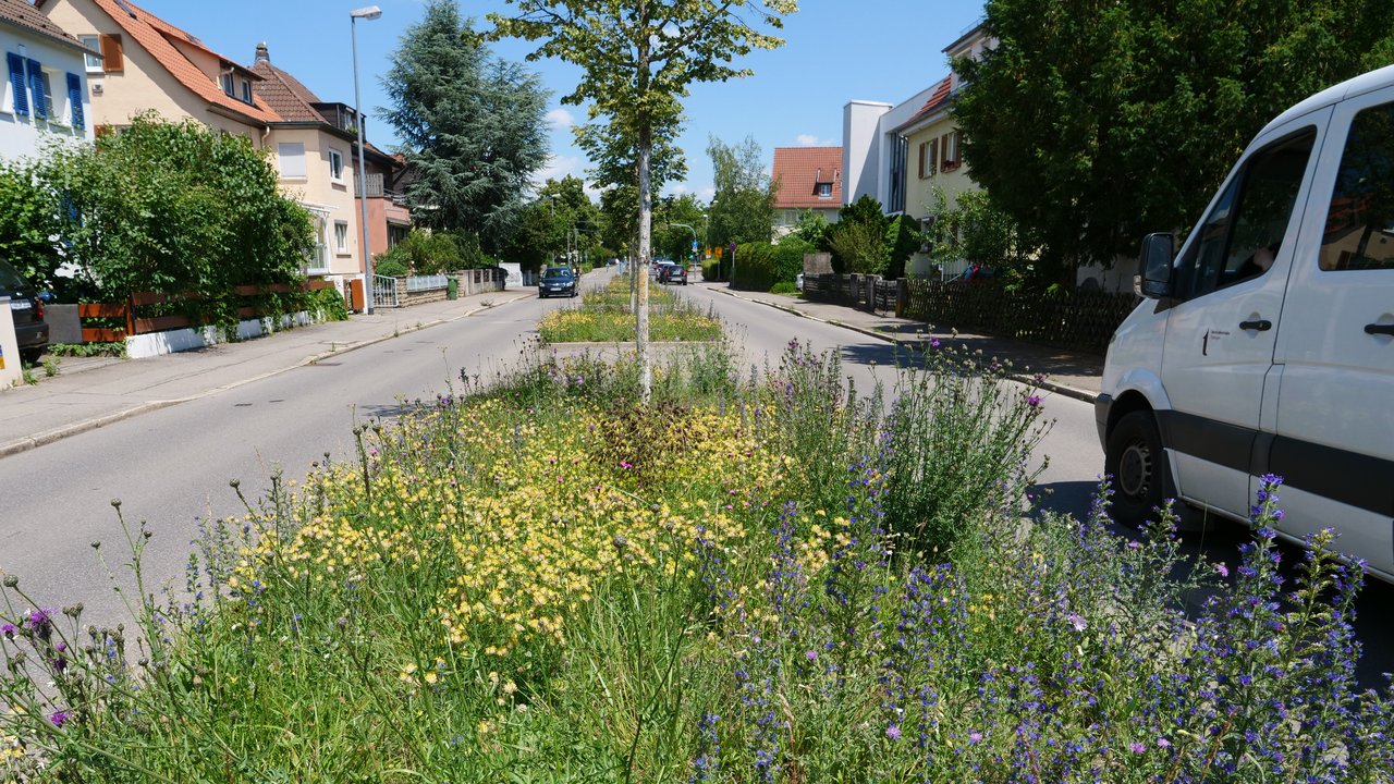 Biodiversität in der Kommune - man sieht einen Blühstreifen entlang der Straße