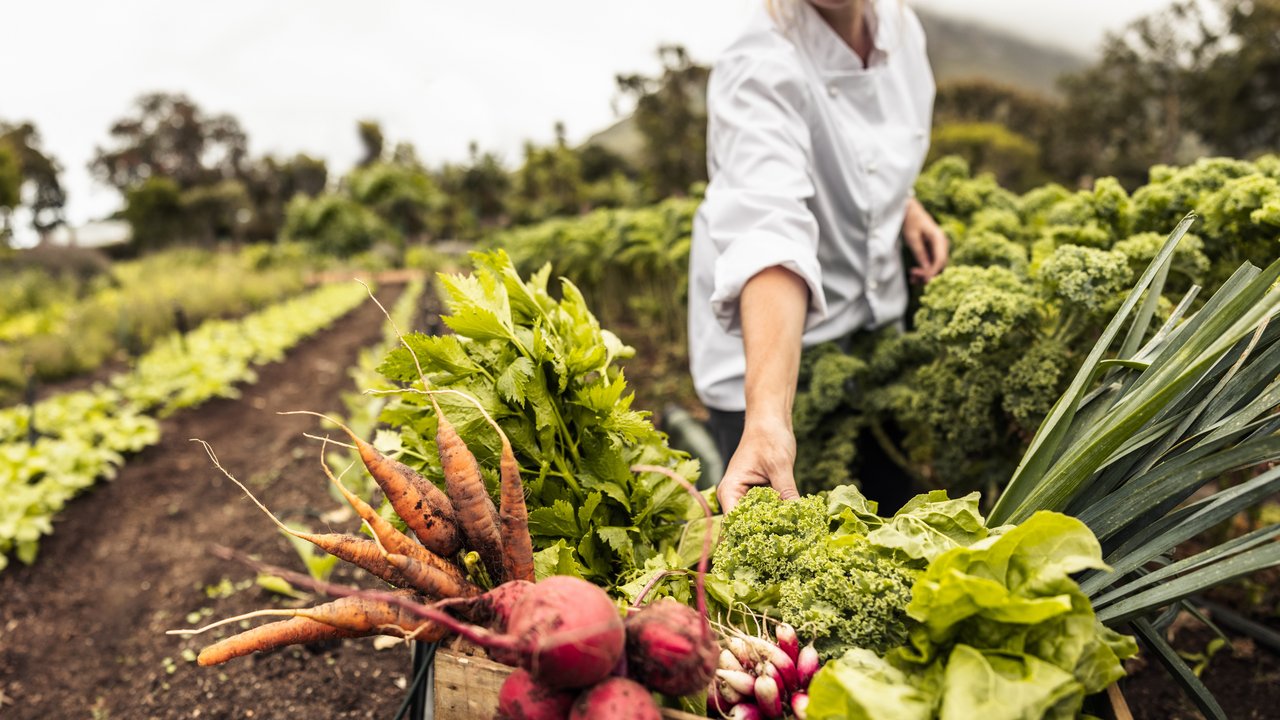 Das Foto zeigt eine Person in einem Landschaftsgarten die verschiedenes Wurzelgemüse erntet