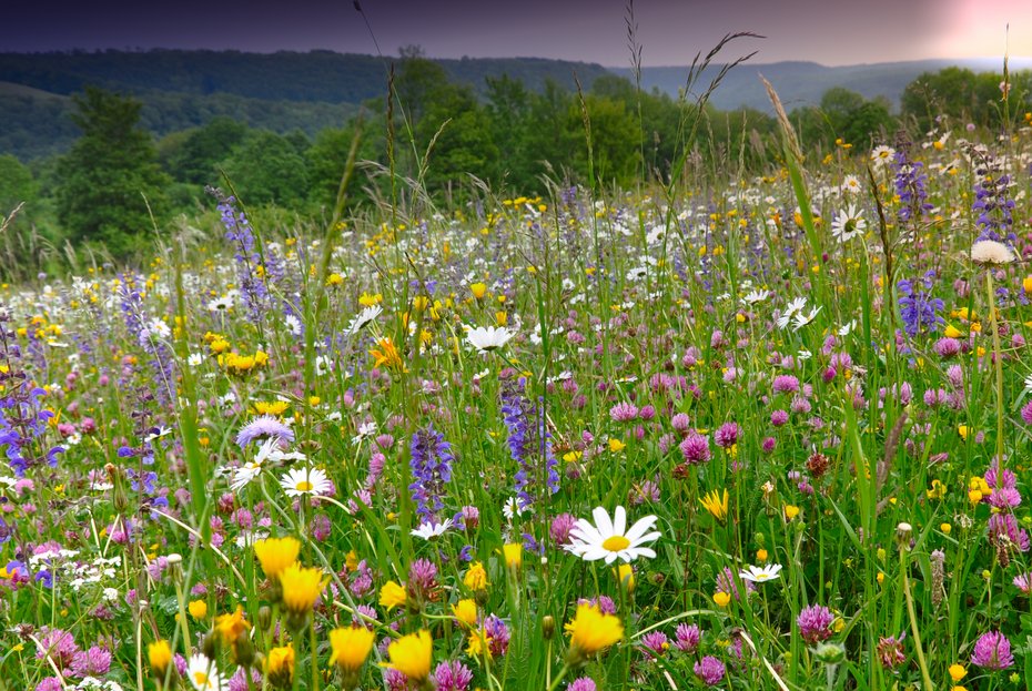 Bunte Magerwiese auf der Schwäbischen Alb