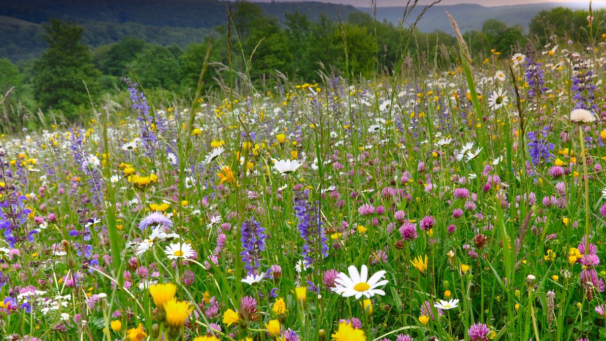 Bunte Magerwiese auf der Schwäbischen Alb
