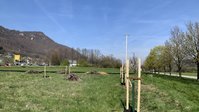 Neu gepflanzte Bäume auf einer Wiese