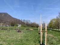 Neu gepflanzte Bäume auf einer Wiese
