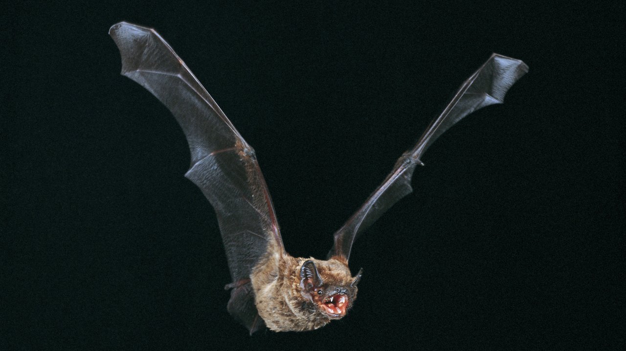 Das Foto zeigt eine Fledermaus (Großer Abendsegler) mit ausgebreiteten Flügeln im Flug