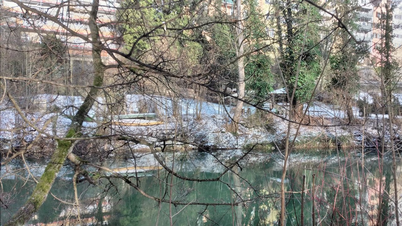Das Foto zeigt den Neckar und das Neckarufer und die dort wachsenden Sträucher und Bäume. Im Hintergrund die Altstadthäuser an der historischen Neckarmauer