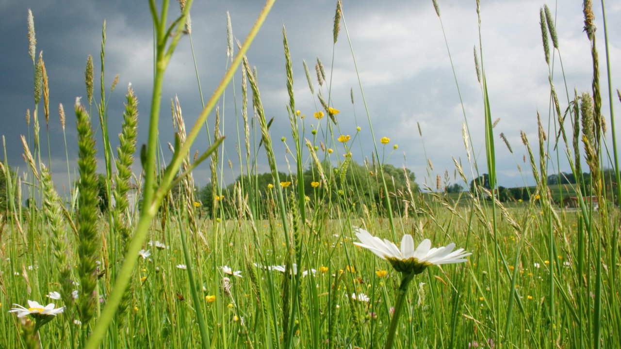 Margeriten in der Wiese