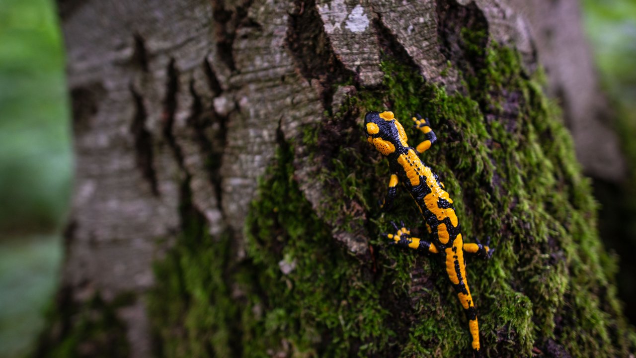 Ein schwarz-gelber Feuersalamander klettert an einem Baum hoch