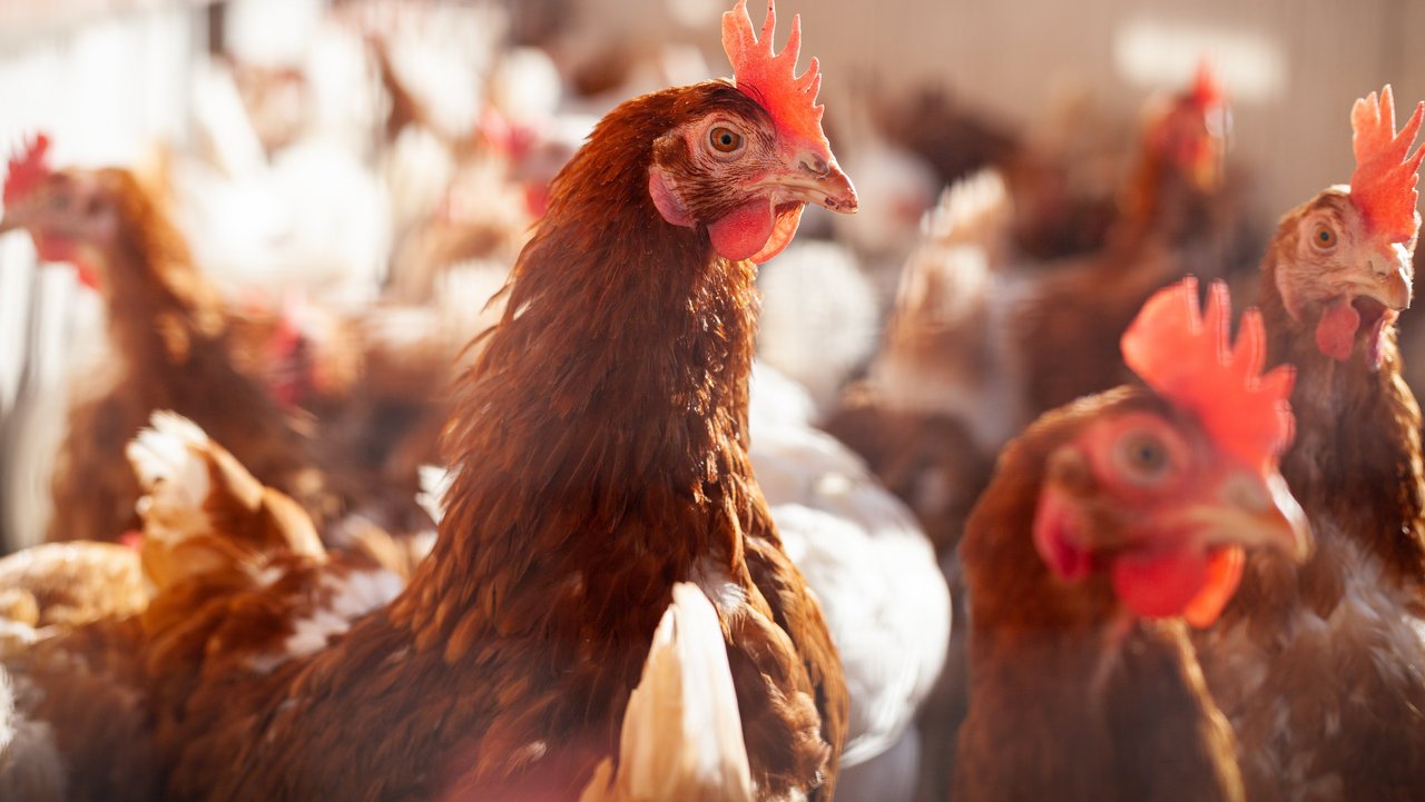Huhn im Hühnerstall Huhn mit braunem Gefieder im Hühnerstall, im Hintergrund sieht man weitere Hühner
