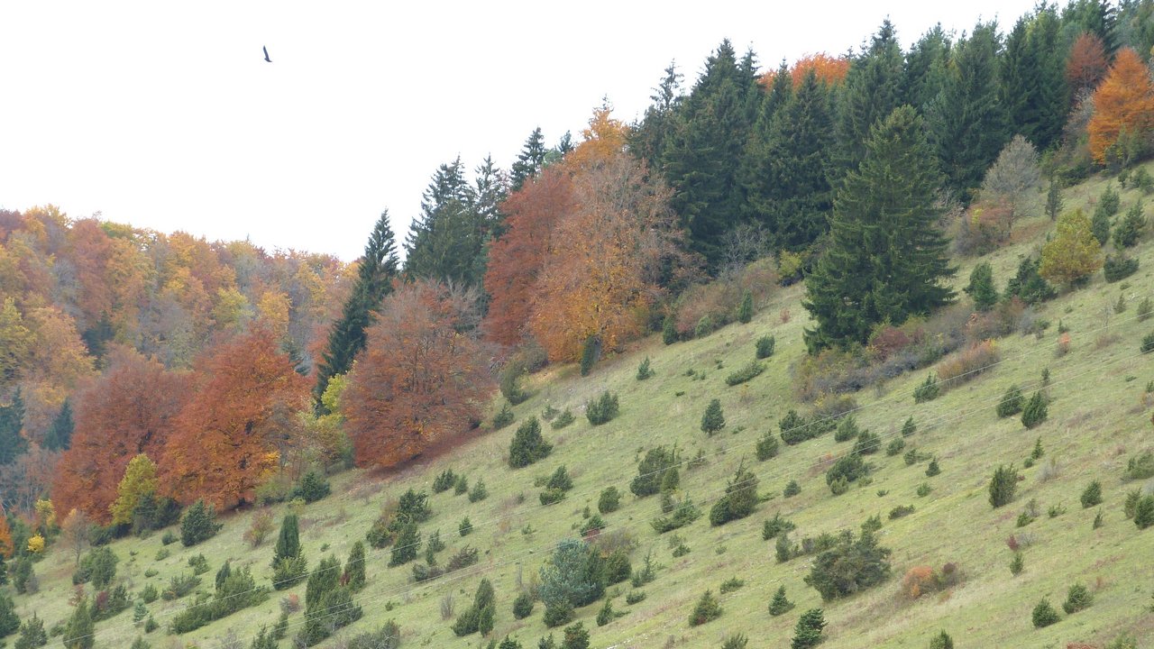 Landschaftsbild mit Wacholderheiden 