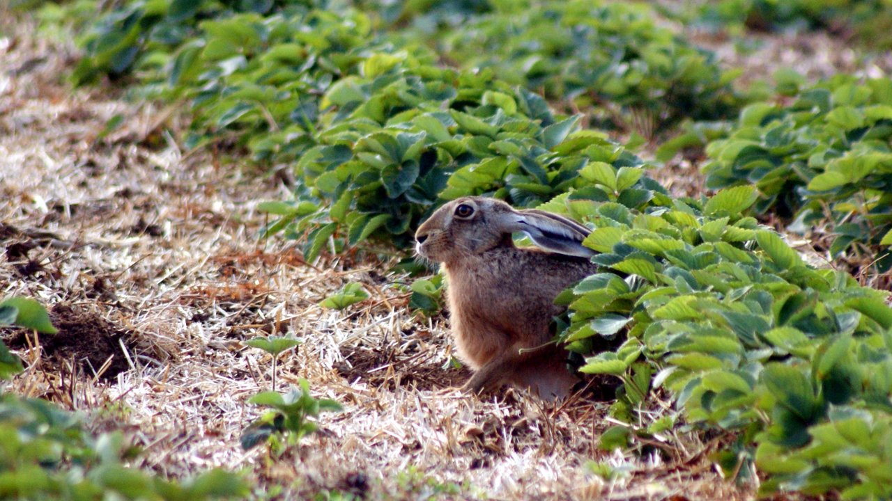 Das Foto zeigt einen Feldhasen auf einem Erdbeerfeld