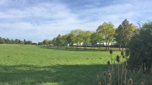 Ein Feld, im Hintergrund eine von Bäumen gesäumte Straße