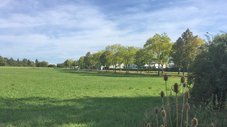 Ein Feld, im Hintergrund eine von Bäumen gesäumte Straße