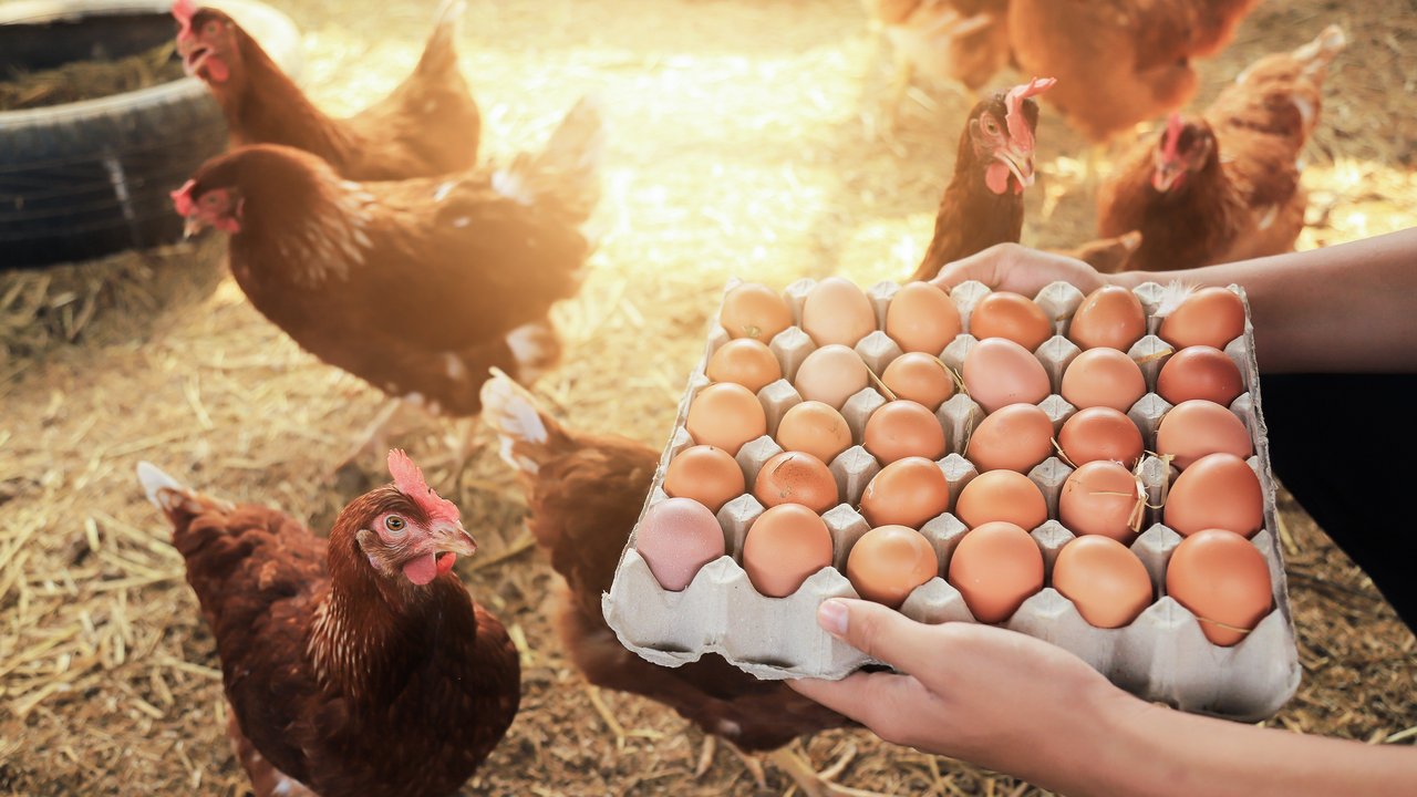 Eier direkt aus dem Hühnerstall