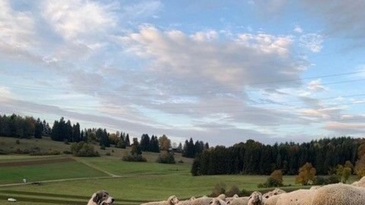 Das Bild zeigt zwei Herdenschutzhunde bei einer Schafherde auf einer Weide