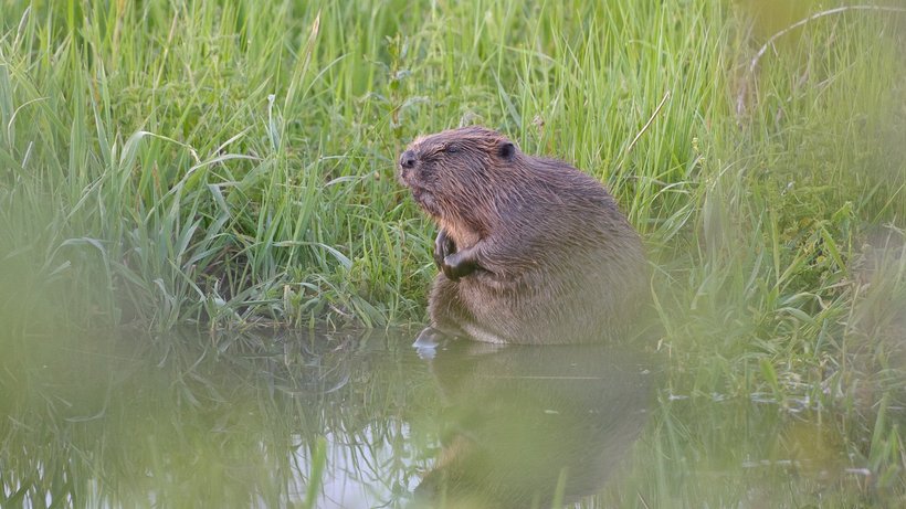 Ein Biber sitzt in einer Wiese am Wasserrand