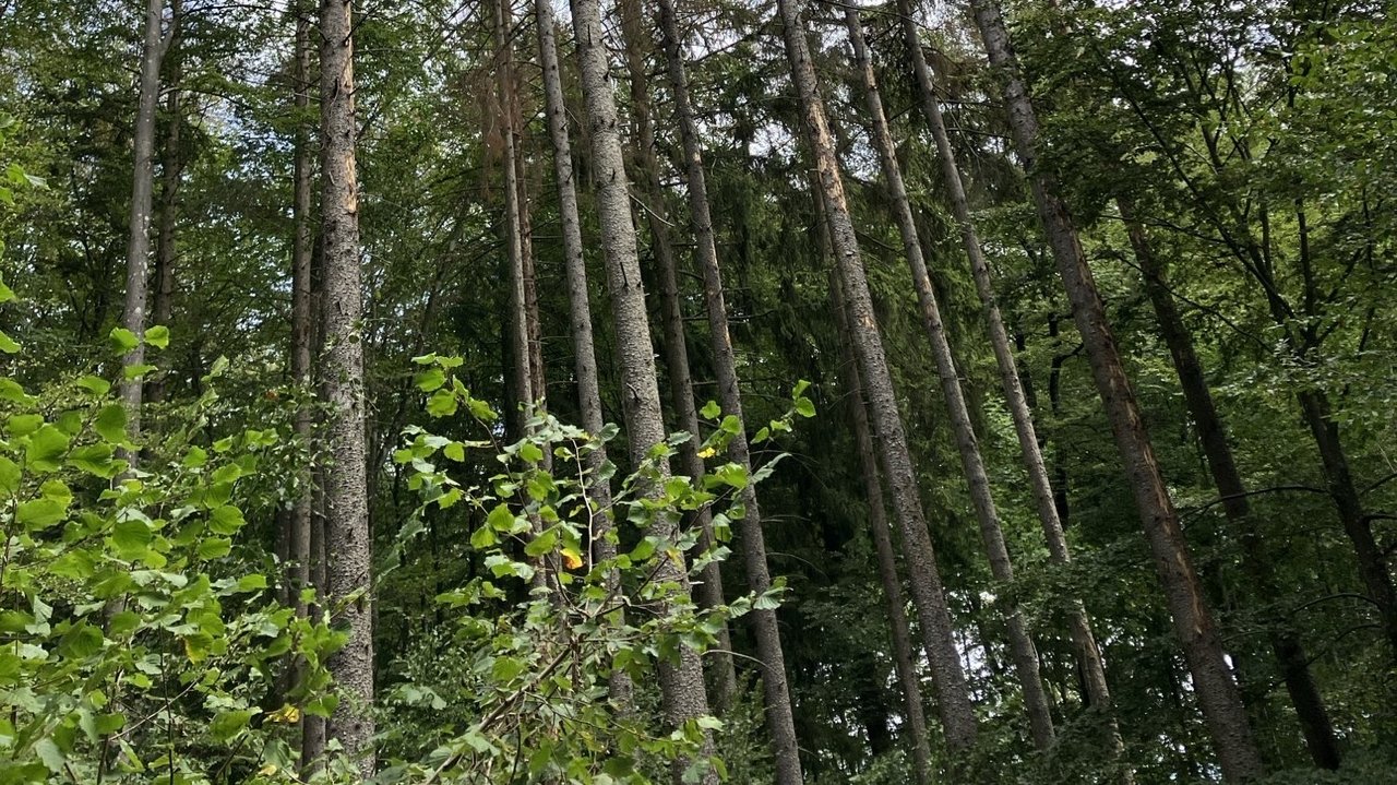 Das Foto zeigt mehrere vom Borkenkäfer befallene Bäume in einem Waldstück