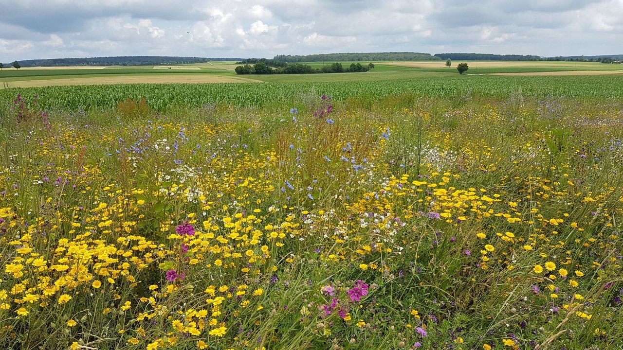 Das Bild zeigt eine blühende Wiese.