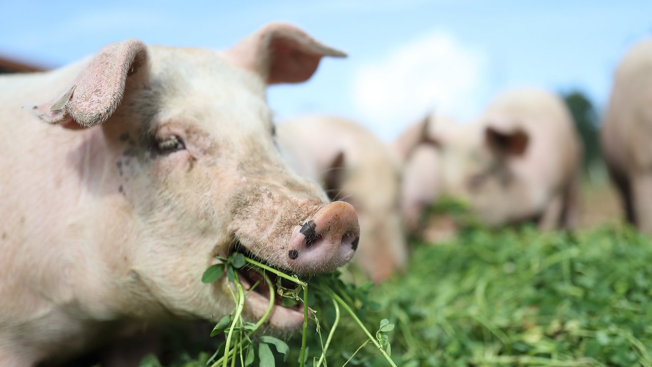 Schweine