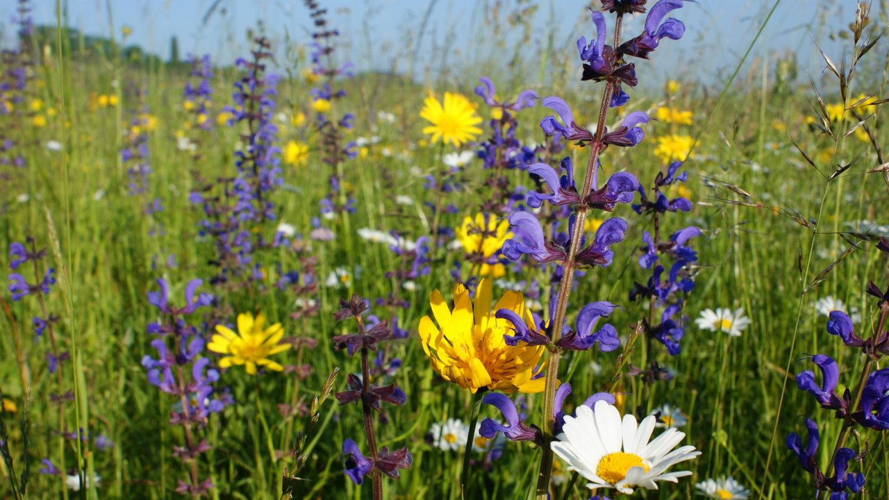 Blick in eine Blumenwiese mit Margerite, Salbei und anderen Blütenpflanzen