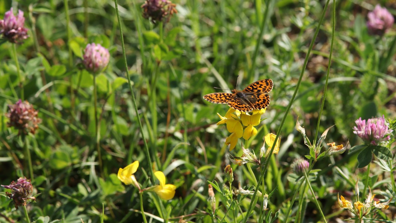Auf dem Bild zu sehen ist ein Magerrasen-Perlmutterfalter, der in einer Wiese auf einer gelben Blume sitzt