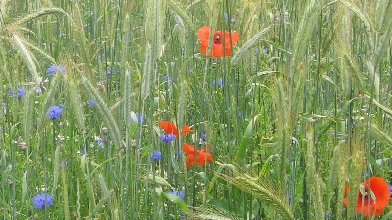 Man blickt auf ein Feld mit Getreide, Mohnblumen und Kornblumen