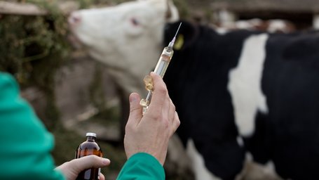 Tierarzt mit Spritze Ein Tierarzt hat eine Spritze in der Hand. Im Hintergrund sieht man die Kuh.