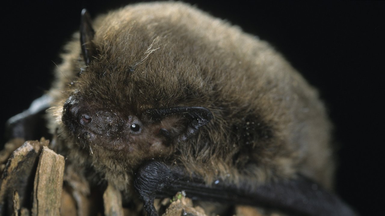 Das Foto zeigt eine Zwergfledermaus
