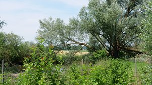 Gebüsch und Gehölz an einem Bach