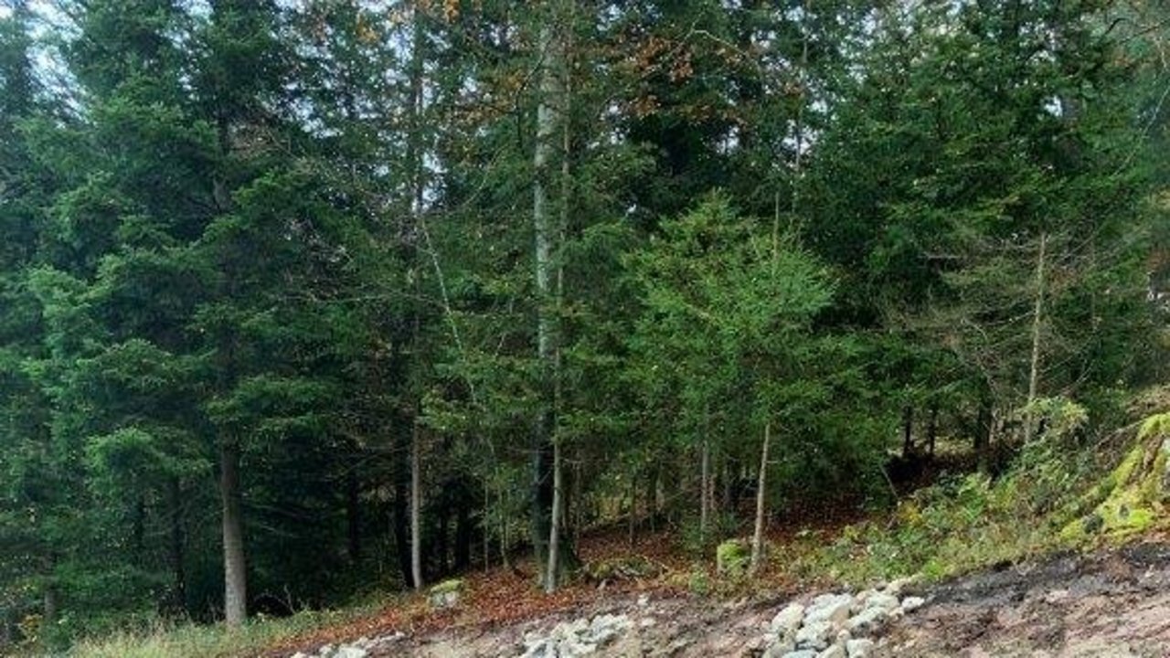 Das Foto zeigt die Böschungen an der L 391 zwischen Grosselfingen und Rangendingen nach der Sanierung