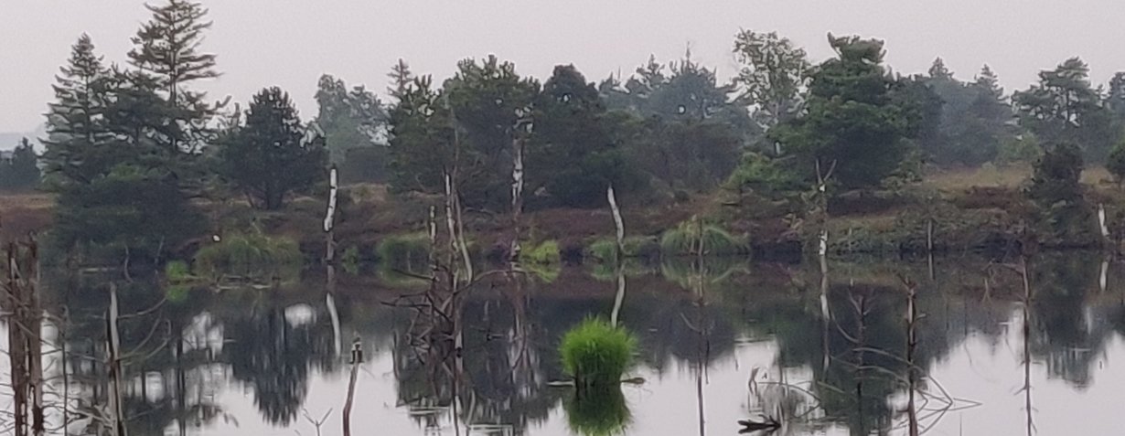 Blick auf eine Wasserfläche, im Hintergrund Bäume, im Vordergrund Moorpflanzen. 