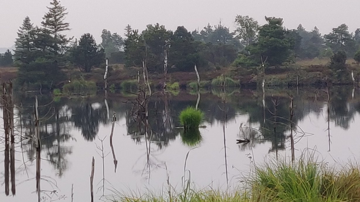 Blick auf eine Wasserfläche, im Hintergrund Bäume, im Vordergrund Moorpflanzen. 