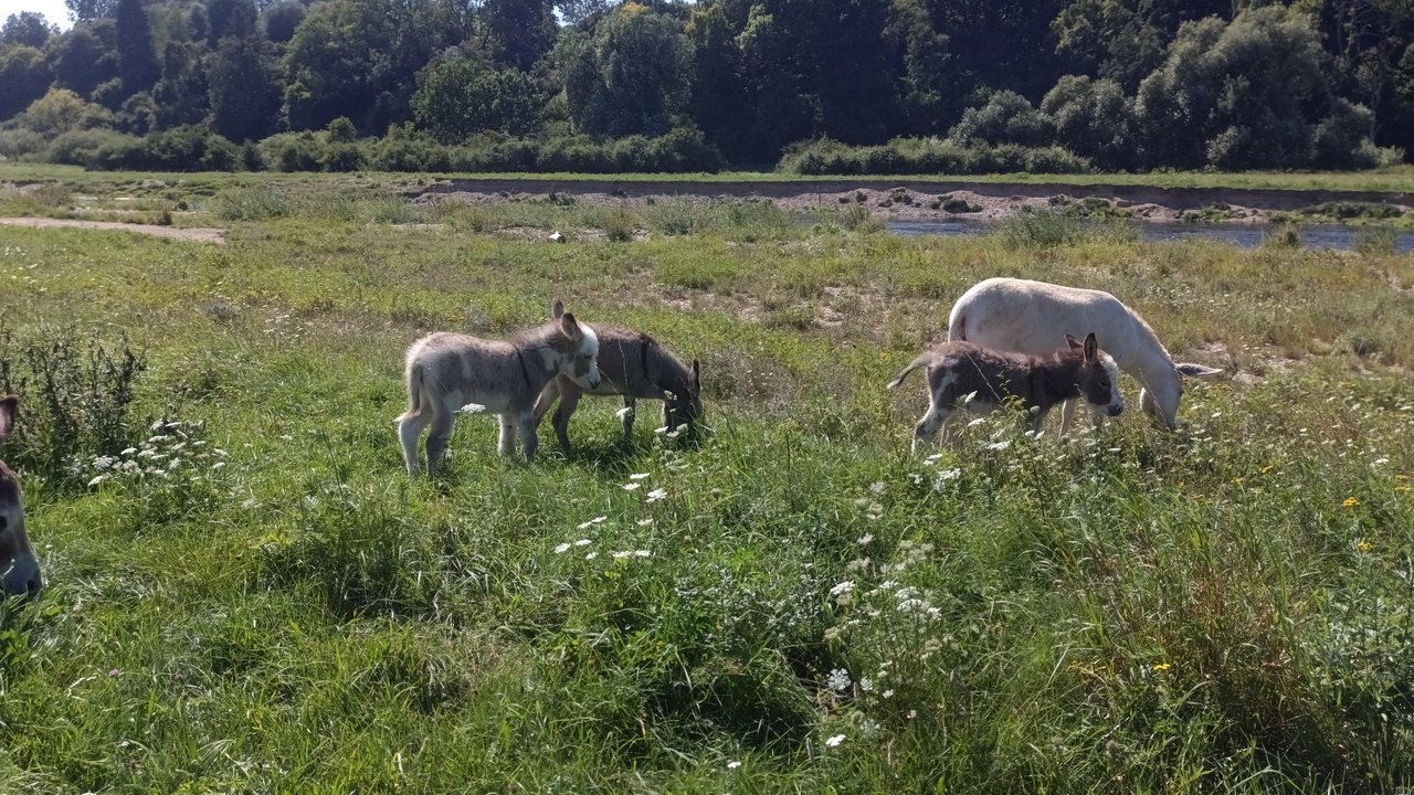 Das Foto zeigt drei Eselfohlen und einen größeren Esel auf einer Weide an einem Fluss. Im Hintergrund ein Wald
