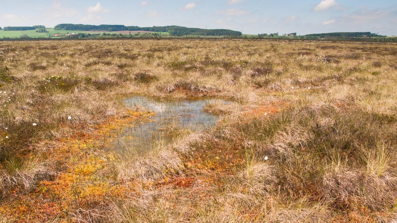 Das Foto zeigt großflächig das Wurzacher Ried. Im Hintergrund ein paar Häuser und eine bewaldete Landschaft