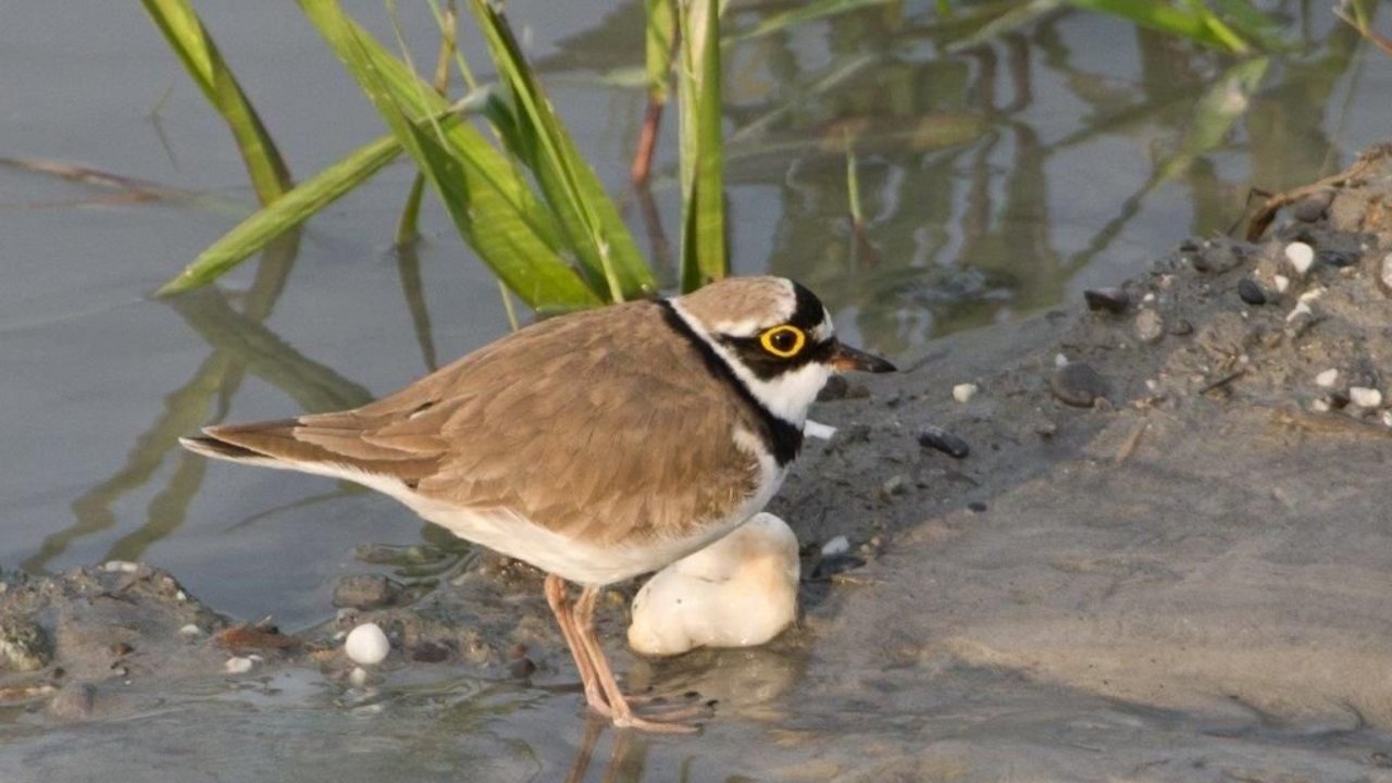 Ein Flussregenpfeifer steht in einem Gewässer