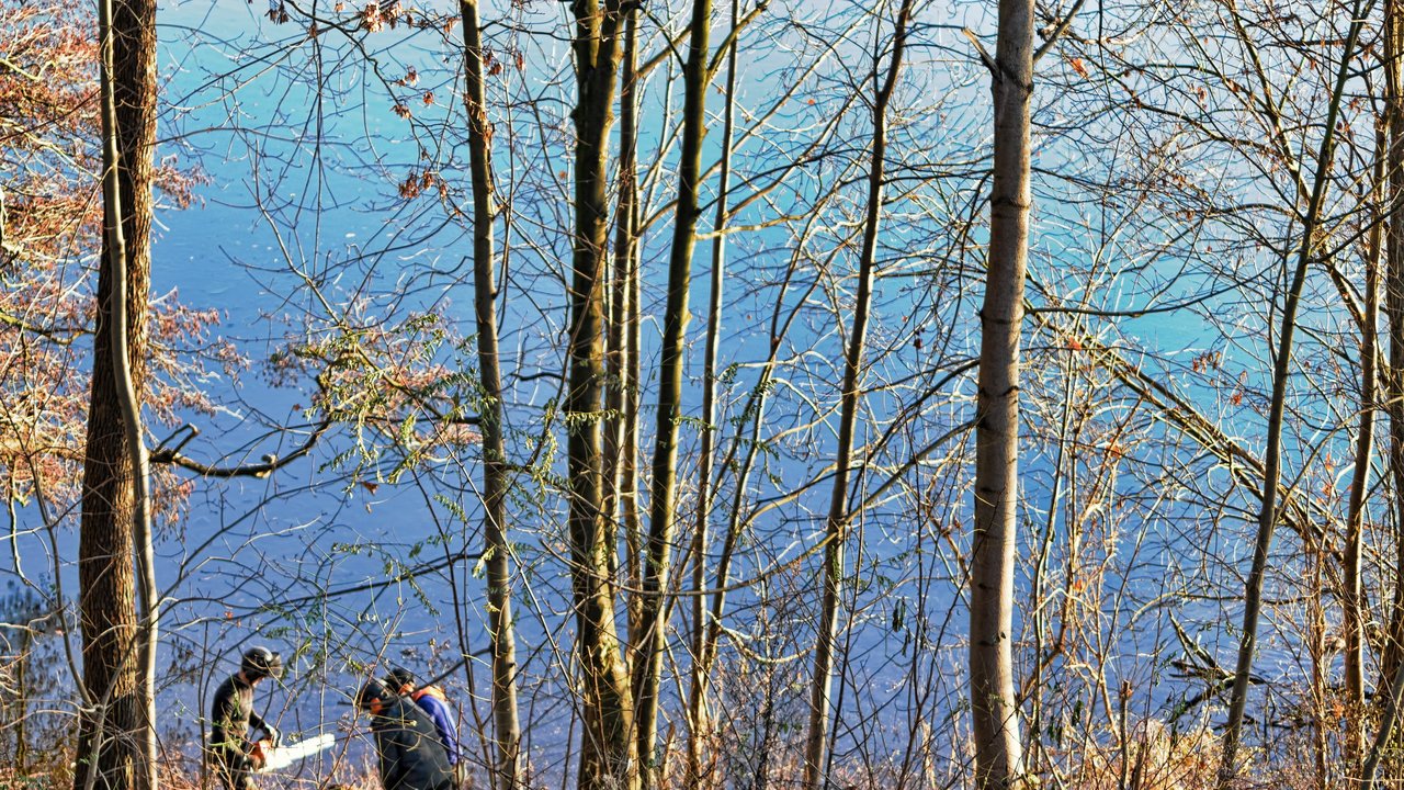 3 Männer mit Motorsägen bei Gehölzarbeiten an einem Waldstück an einem Gewässerufer