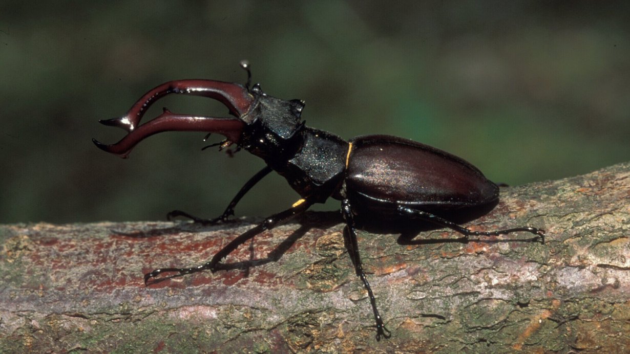 Hirschkäfer-Männchen