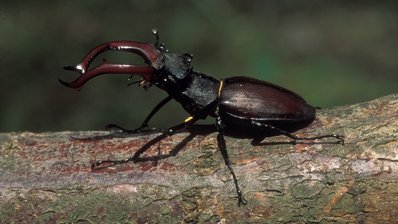 Hirschkäfer-Männchen