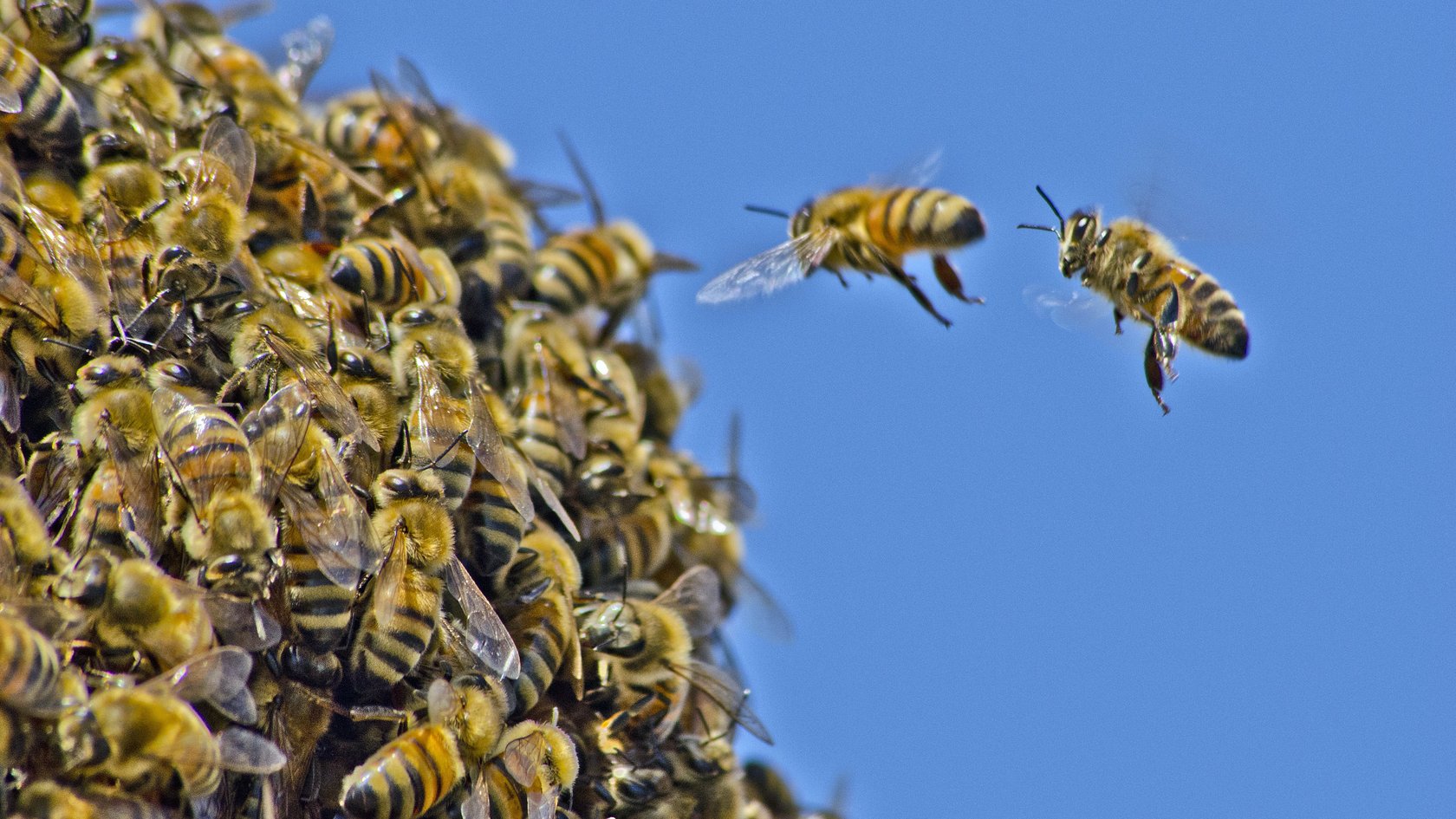Bienenschwarm, davor sind 2 einzelne Bienen im Flug