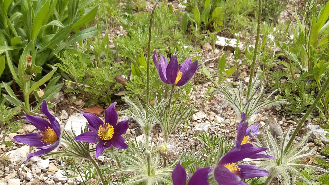 Das Foto zeigt eine lilafarbene Küchenschelle (Pulsatilla vulgaris)