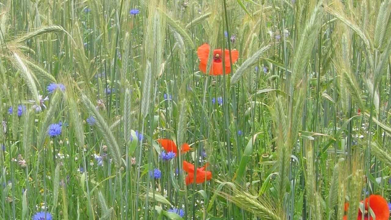 Das Foto zeigt ein Getreidefeld mit Mohn und Kornblumen