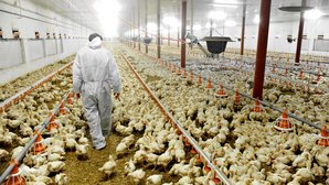 Veterinär kontrolliert den Tierbestand Veterinär kontrolliert den Tierbestand