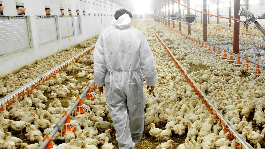 Veterinär kontrolliert den Tierbestand Veterinär kontrolliert den Tierbestand
