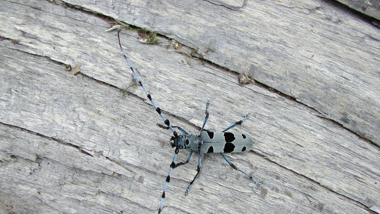Alpenbock Rosalia alpina auf einem Holzstück