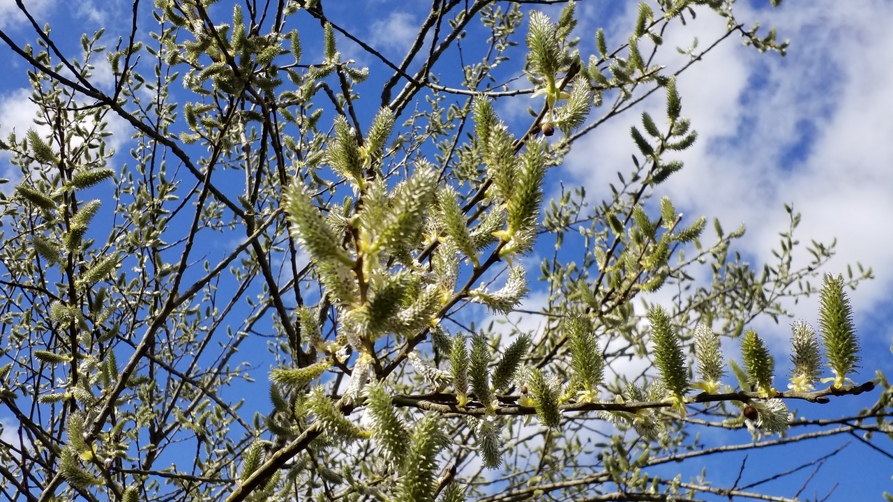 Eine weiblich Salweide vor blauem Himmel