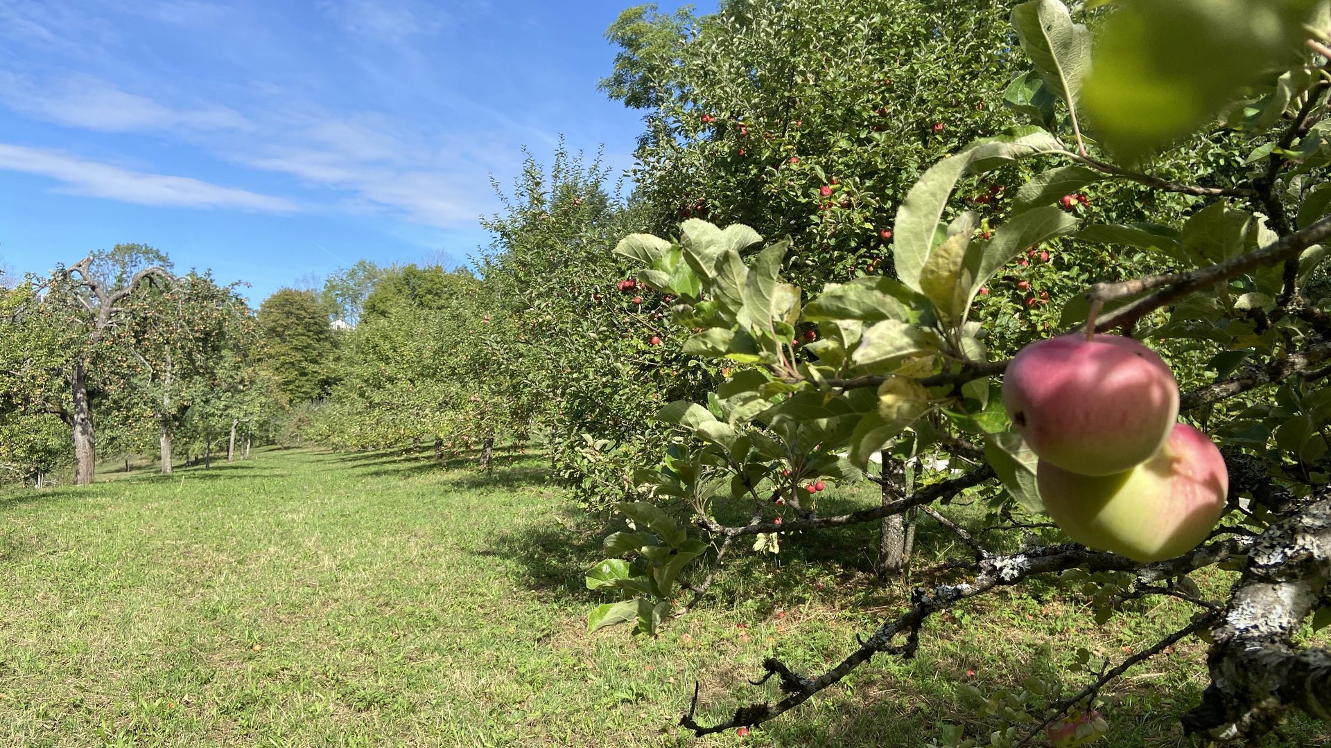 Das Foto zeigt mehrer Obstbäume auf einer Streuobstwiese; im Vordergrund auf der rechten Seite sieht man den Ast eines Baumes an dem zwei großen reife Äpfel hängen.