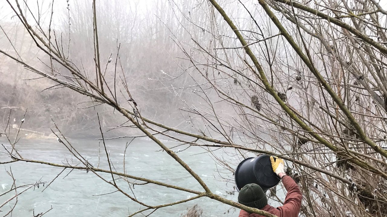 Ein Mann schüttet Kies aus einem Eimer in den Neckar 
